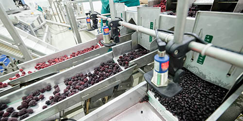 CANNING INDUSTRY